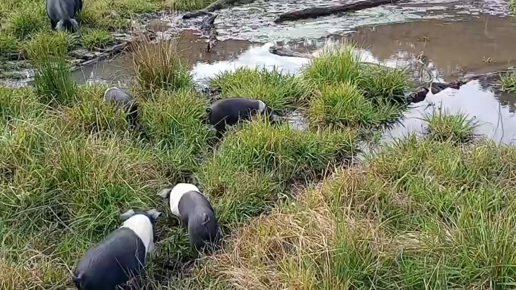 Weaners in new paddock